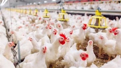 أسعار الدواجن اليوم الخميس الموافق 13 مارس 2025