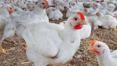  أسعار الفراخ خلال بداية تعاملات اليوم الأحد 16 مارس 2025