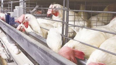  أسعار الدواجن اليوم الإثنين الموافق 10 مارس الجاري في البورصة والأسواق