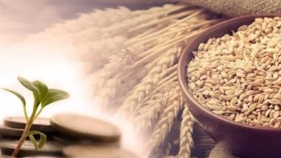 11 سؤالا حول زكاة الفطر.. الافتاء المصرية توضح