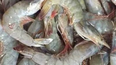  أسعار السمك والجمبري في بداية تعاملات اليوم الإثنين 17 مارس 2025