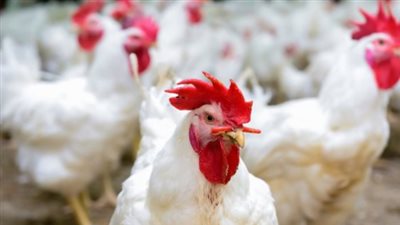  أسعار الفراخ الساسو خلال بداية تعاملات اليوم الثلاثاء 18 مارس 2025