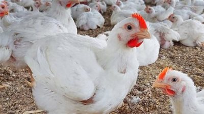 أسعار الدواجن والبيض وفقًا لبورصة الدواجن اليوم 19 مارس 2025