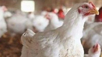 أسعار الدواجن اليوم السبت 22 مارس و22 رمضان المبارك 2025