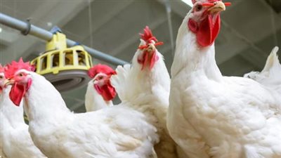  أسعار الدواجن اليوم الإثنين 17 مارس 2025 في بورصة الدواجن والأسواق المحلية