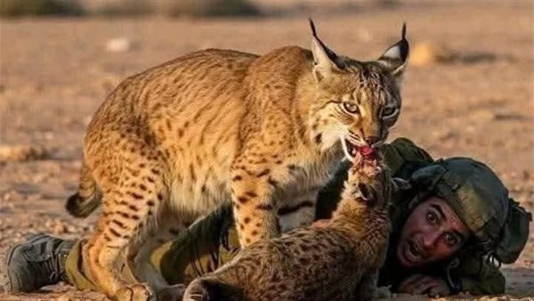 الوشق المصري.. حكاية قاهر الزواحف الصحراوية وجنود الاحتلال الإسرائيلي الوشق المصري.. حكاية قاهر الزواحف الصحراوية وجنود الاحتلال الإسرائيلي