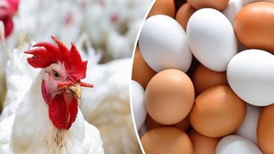  أسعار الدوجن اليوم الإثنين الموافق 24 مارس 2025.. البيض بكام؟