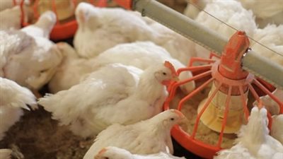 أسعار الدواجن اليوم الأحد الموافق 23 مارس 2025.. البيض بكام؟