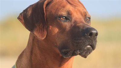 حكم طهارة الكلاب وتربيتها بين الفقه والعلم