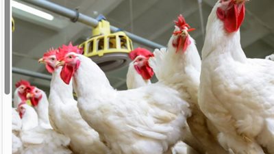  أسعار الدواجن اليوم الثلاثاء الموافق 24 مارس 2025 في بورصة الدواجن