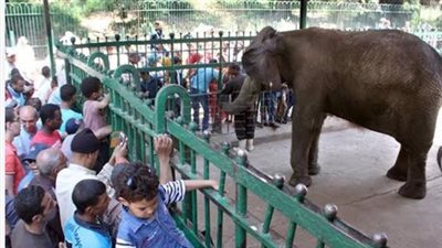 ما هو موعد افتتاح حديقة الحيوان بالجيزة بعد التطوير 2025؟