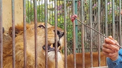 موعد افتتاح حديقة الحيوان.. قبل ولا بعد عيد الفطر؟