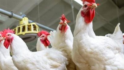 سعر الدواجن البيضاء اليوم الأحد 30-3-2025