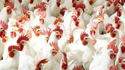 أسعار الفراخ البلدي والبيض اليوم 30 مارس 2025