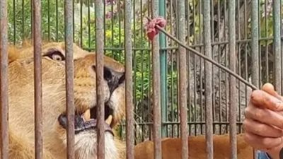 آخر مستجدات حديقة الحيوان بالجيزة