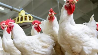 عوامل تؤثر في أسعار الدواجن