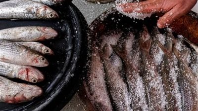 ما هي فوائد أكل الفسيخ والرنجة؟