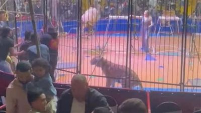 إزالة سيرك طنطا في مصر بعد هجوم نمر على أحد العاملين