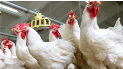 تراجع أسعار الدواجن اليوم السبت 5 أبريل 2025 في الأسواق والمحال التجارية