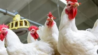 أسعار الفراخ البيضاء في مصر اليوم الأربعاء 2 إبريل 2025