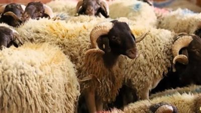 موعد عيد الأضحى 2025 في مصر وفقا للحسابات الفلكية