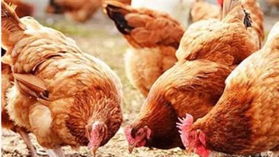  أسعار الدواجن والبيض والكتاكيت اليوم الثلاثاء 8 أبريل 2025 