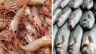  أسعار السمك والجمبري في بداية تعاملات اليوم الثلاثاء 8 أبريل 2025