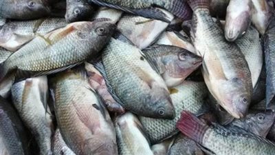 أسعار السمك والجمبري اليوم 9 أبريل 2025