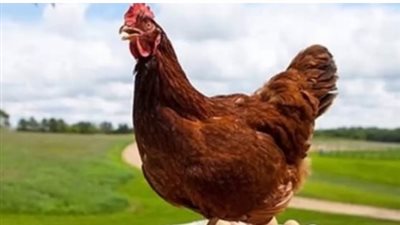  أسعار الدواجن داخل البورصة صباح اليوم الخميس 10 أبريل 2025.. البيض بكام الابيض والأحمر النهاردة؟