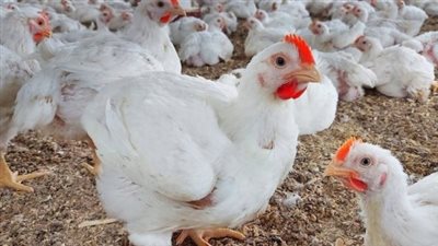  أسعار الفراخ خلال بداية تعاملات اليوم الأحد 13 إبريل 2025.. البيض بكام؟