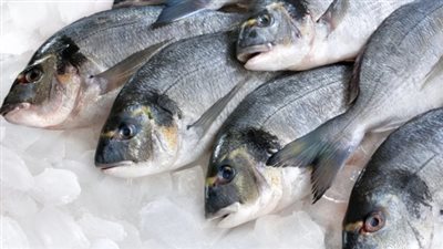  أسعار السمك والجمبري اليوم الأحد 13 أبريل 2025 داخل سوق العبور لتجارة الجملة