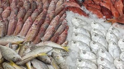  أسعار السمك والجمبري اليوم الإثنين 14 أبريل 2025
