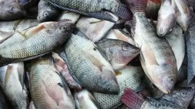 أسعار السمك والجمبري اليوم 15 أبريل 2025