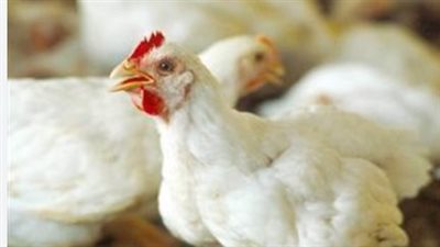 أسعار الفراخ البيضاء اليوم الأربعاء 16 أبريل 2025