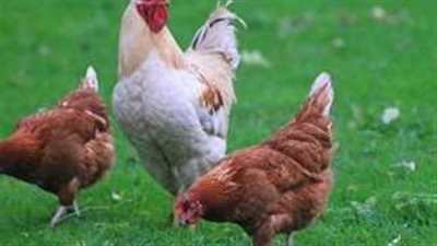 أسعار الفراخ البيضاء اليوم الأحد 20 أبريل 2025