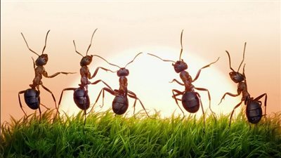 وصفات فعالة للقضاء على النمل والصراصير في الصيف