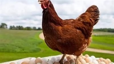 أسعار الفراخ في مصر اليوم الثلاثاء 22 أبريل 2025.. البيض بكام؟