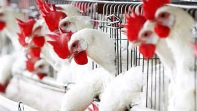  أسعار الفراخ البيضاء اليوم الخميس 24 أبريل 2025 بالبورصة والأسواق