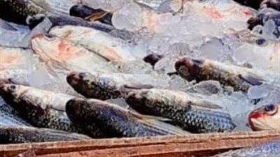 أغلب أسعار أنواع الأسماك والجمبري اليوم 26 أبريل 2025