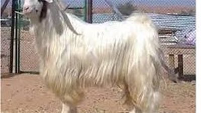 رؤية ذبح التيس في المنام