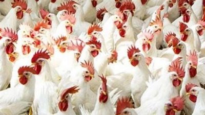 أسعار الفراخ البيضاء اليوم الأحد في المزارع والمحلات