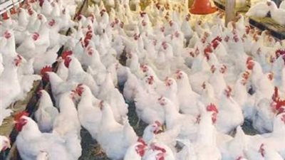  أسعار الفراخ البيضاء وكرتونة البيض اليوم الإثنين 28 أبريل 2025