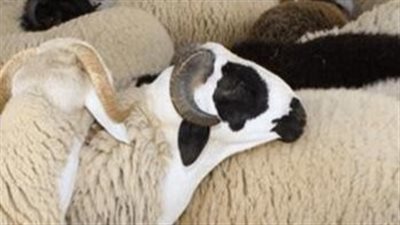 أماكن أشهر أسواق الأغنام والأبقار في مصر