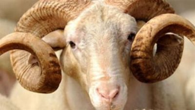  كيفية اختيار الأضحية ومواصفاتها