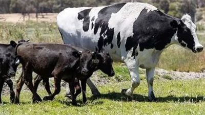 أسعار عجول العيد الكبير 2025