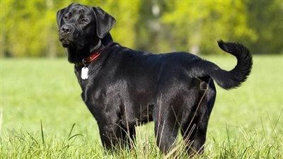 رؤية الكلب الأسود في المنام للعزباء