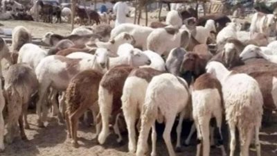 أسعار الخراف والماعز في السوق المحلي 2025