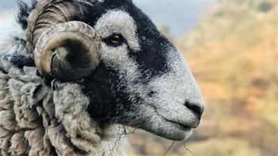 شروط الأضحية 2025 حسب دار الإفتاء