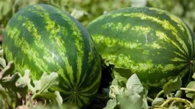 أسعار البطيخ اليوم 1 مايو 2025