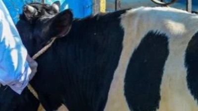 أسعار الأضاحي في مصر 2025